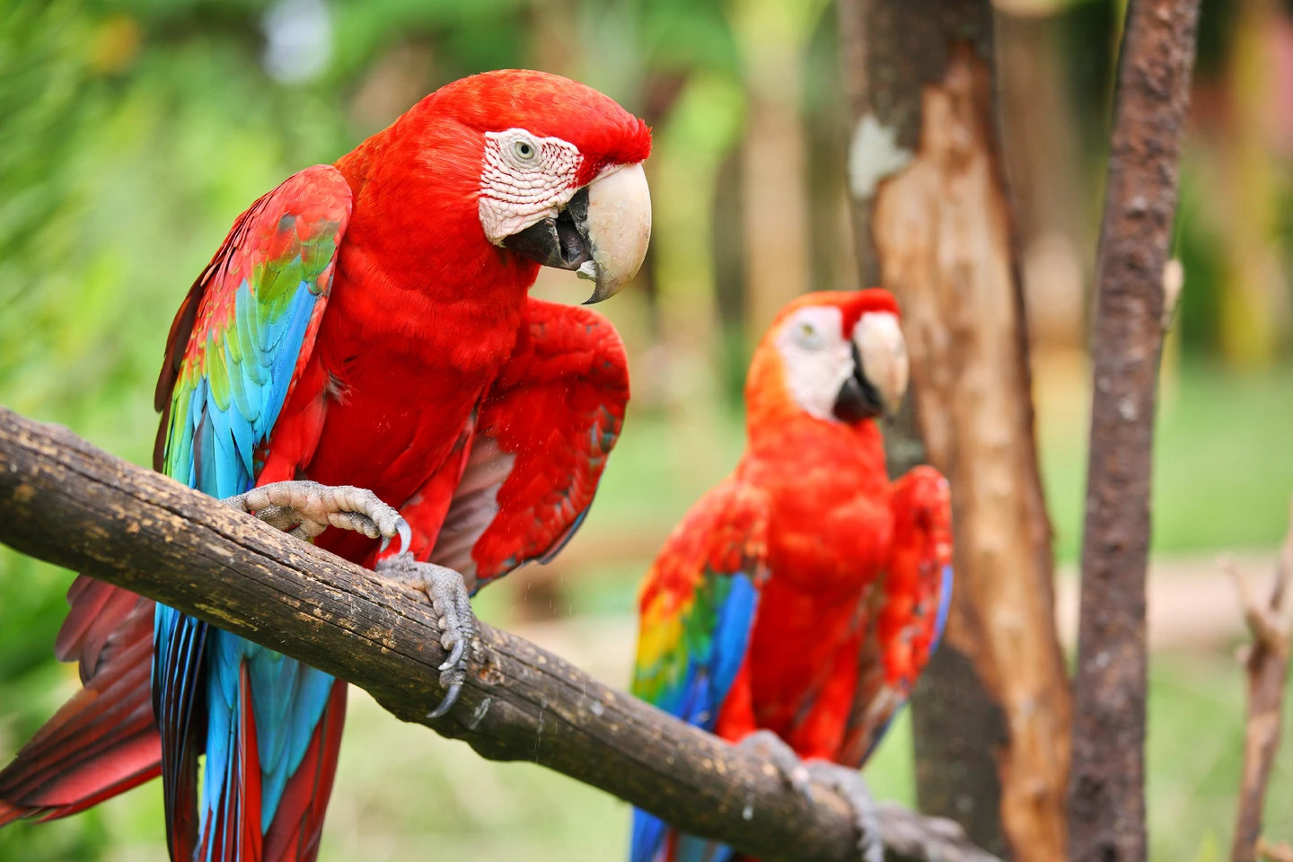 Birdlife in French Guiana