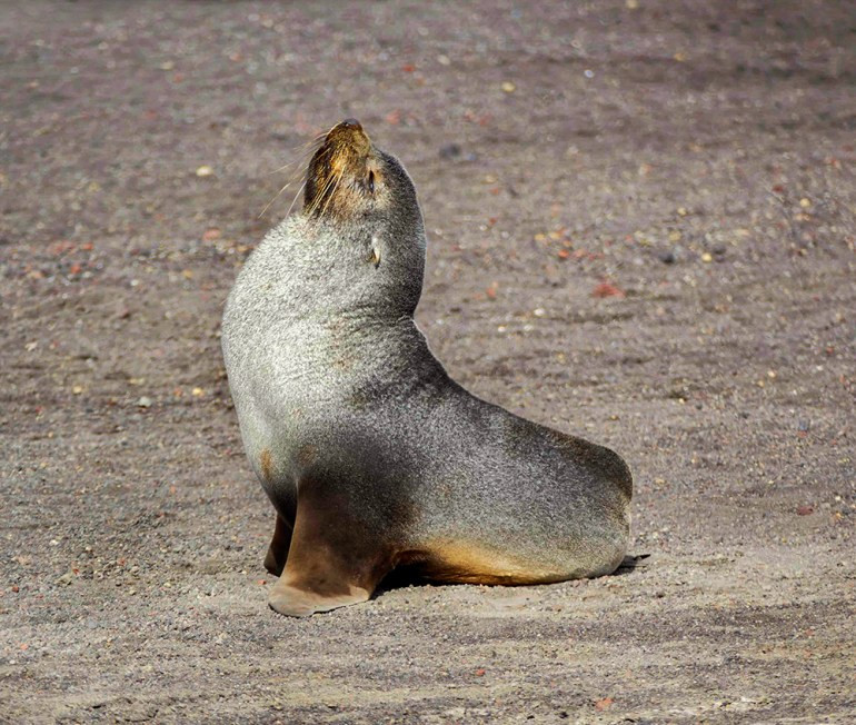 A southern fur seal basking in the sun at Whaler's Bay, Deception Island, Antarctica, capturing a peaceful moment in a remote wilderness setting.