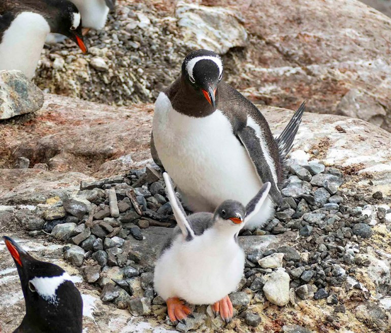 A Gentoo penguin chick in a colony at Port Lockroy, Antarctica, showcasing the heartwarming wildlife moments encountered during wilderness travel.