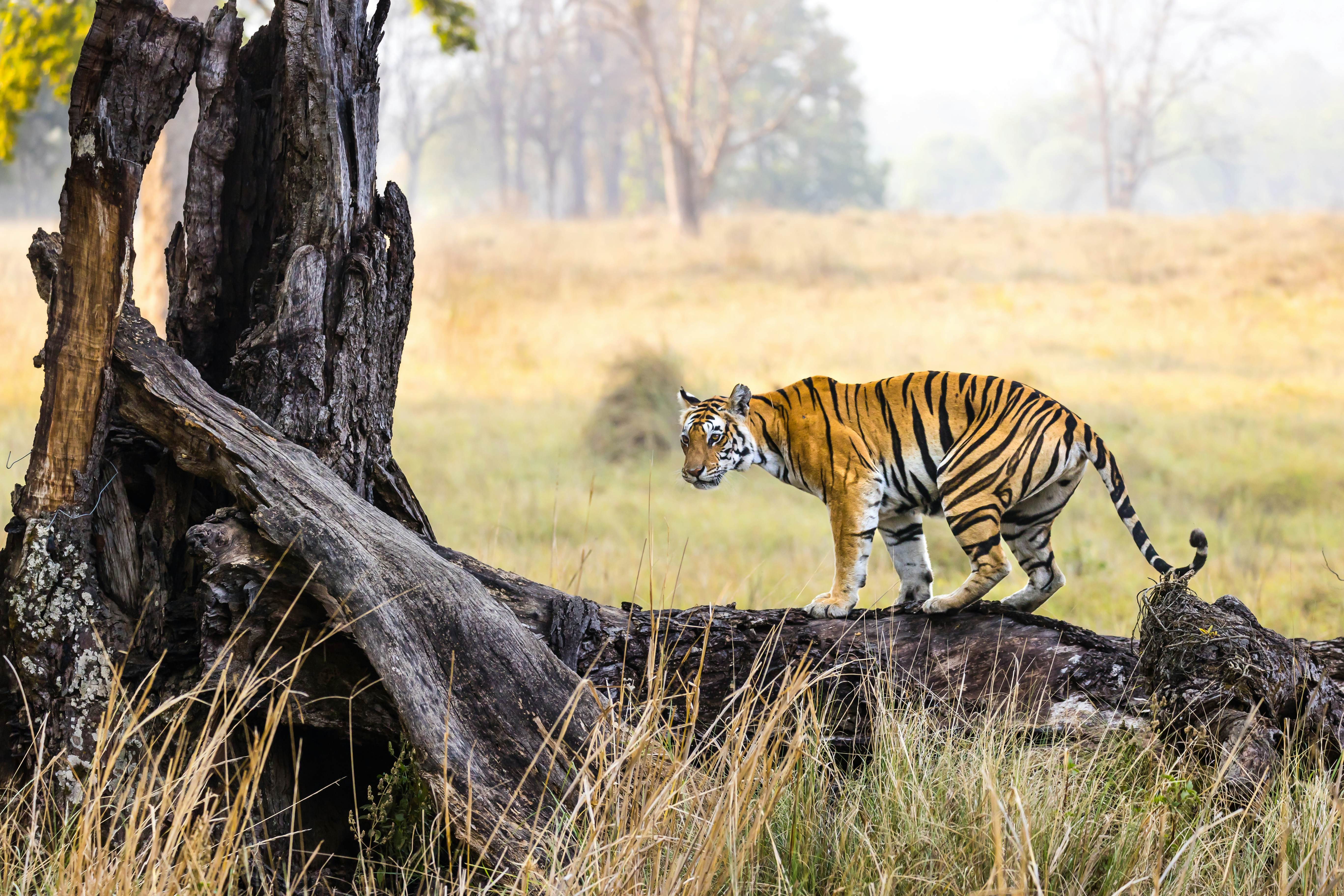 Madhya Pradesh