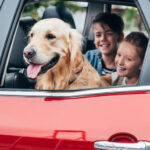 Golden Retriever happily sitting in the backseat of a car with children, illustrating safe and enjoyable family travel with a dog.
