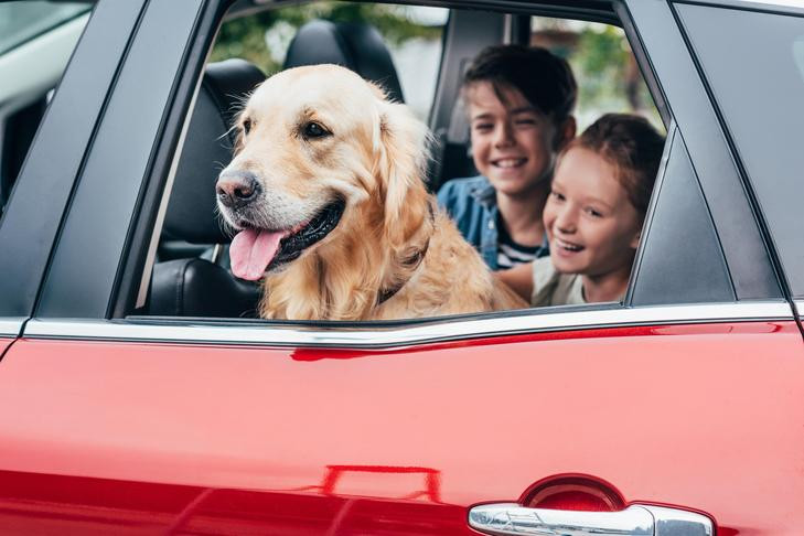Golden Retriever happily sitting in the backseat of a car with children, illustrating safe and enjoyable family travel with a dog.