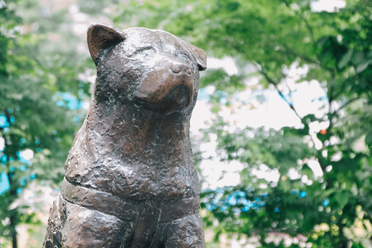 The Hachiko statue in Shibuya, a popular meeting point and symbol of loyalty.