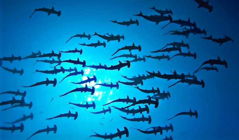 Image from Adventure Fix newsletter, showcasing hammerhead sharks swimming in the ocean