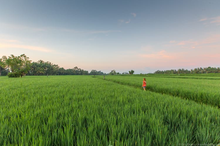 Rice Field in Ubud, Bali