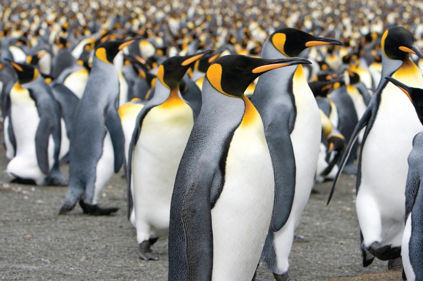 King penguins