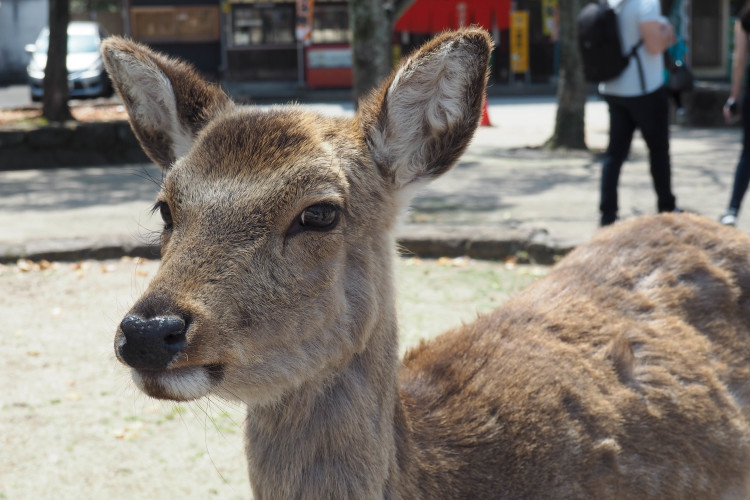 Deer walking near Itsukushima Shrine on Miyajima Island, Japan.