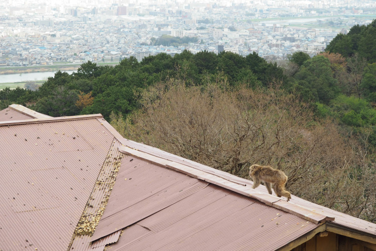 A Japanese Macaque monkey sitting on a railing at Iwatayama Monkey Park, Kyoto.