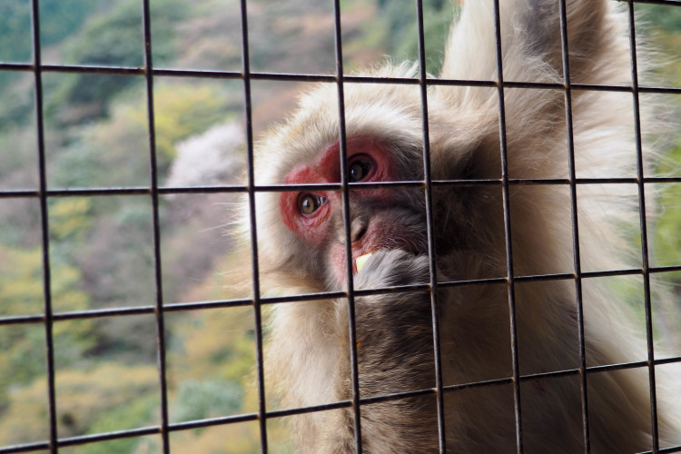 Japanese Macaques (snow monkeys) at Iwatayama Monkey Park in Arashiyama, Kyoto.