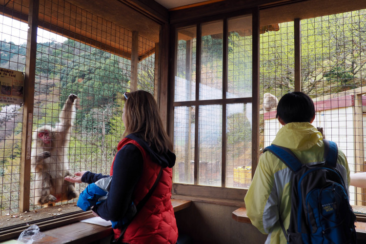 Monkeys interacting with visitors at Iwatayama Monkey Park, Kyoto.