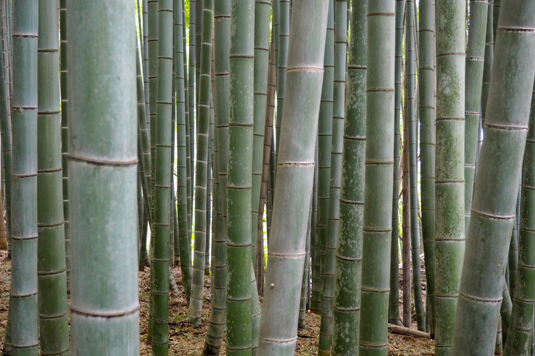 Sunlight filtering through the Arashiyama Bamboo Grove in Kyoto, creating a magical atmosphere.
