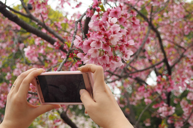 Cherry blossoms in full bloom at Sumida Park, Tokyo, with Tokyo Skytree in the background.
