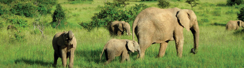 africa