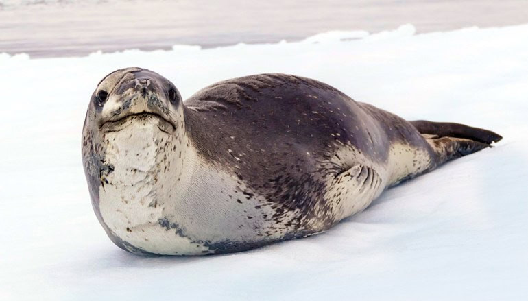 Another leopard seal resting on the Antarctic ice, demonstrating the close encounters with wildlife that define wilderness travel experiences.