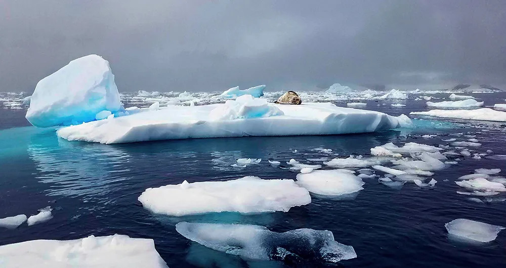 A leopard seal lounging on the ice in Antarctica, illustrating the unique wildlife sightings possible on a wilderness travel expedition.