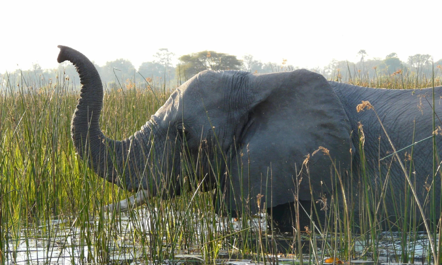 Okavango Delta, Botswana