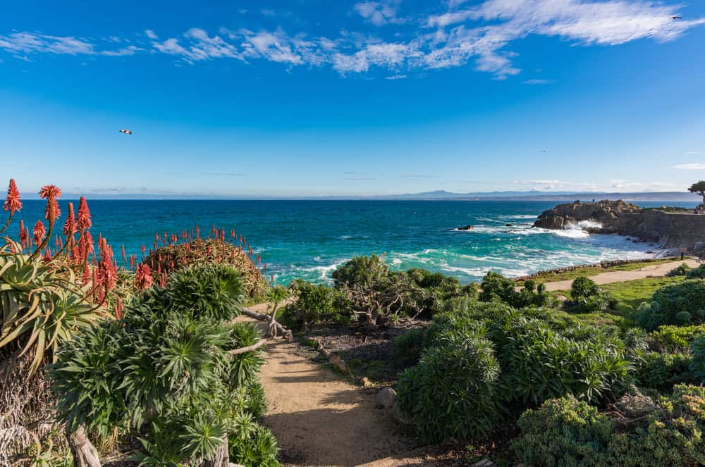 Spring blooms in Monterey, California
