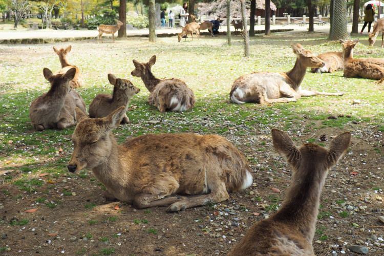 Deer roaming freely in Nara Park, Japan, with Todai-ji Temple in the background.