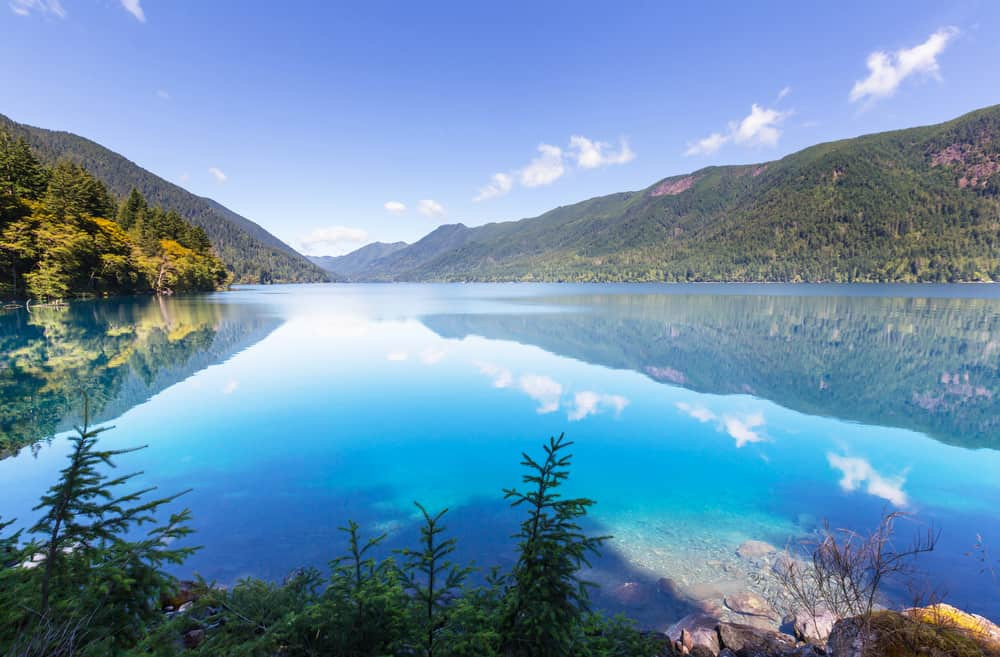 Lush green forests under the summer sky in Olympic National Park