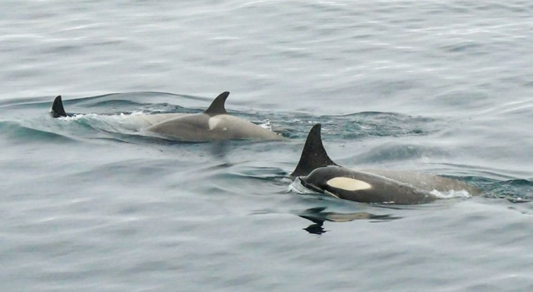 A pod of orcas circling the expedition ship in Antarctica, a thrilling wildlife encounter and highlight of wilderness travel.
