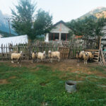 Sheep grazing in the serene Albanian countryside