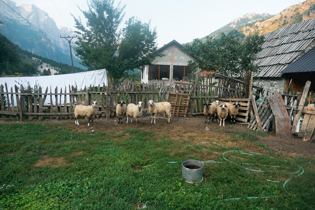Sheep grazing in the serene Albanian countryside