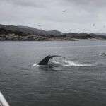 Whale watching is a popular summer activity when you travel Greenland, offering incredible wildlife encounters in their natural habitat.