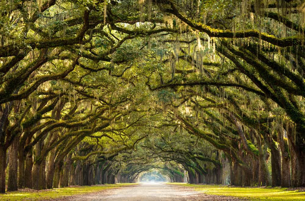 Spring blooms in Savannah, Georgia