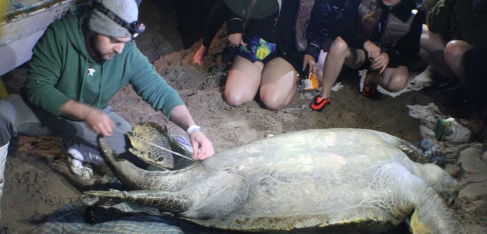 Close-up of a sea turtle in Baja California, representing the marine conservation study abroad program.