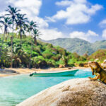 Iguana basking in the sun at Parque Nacional Natural Tayrona