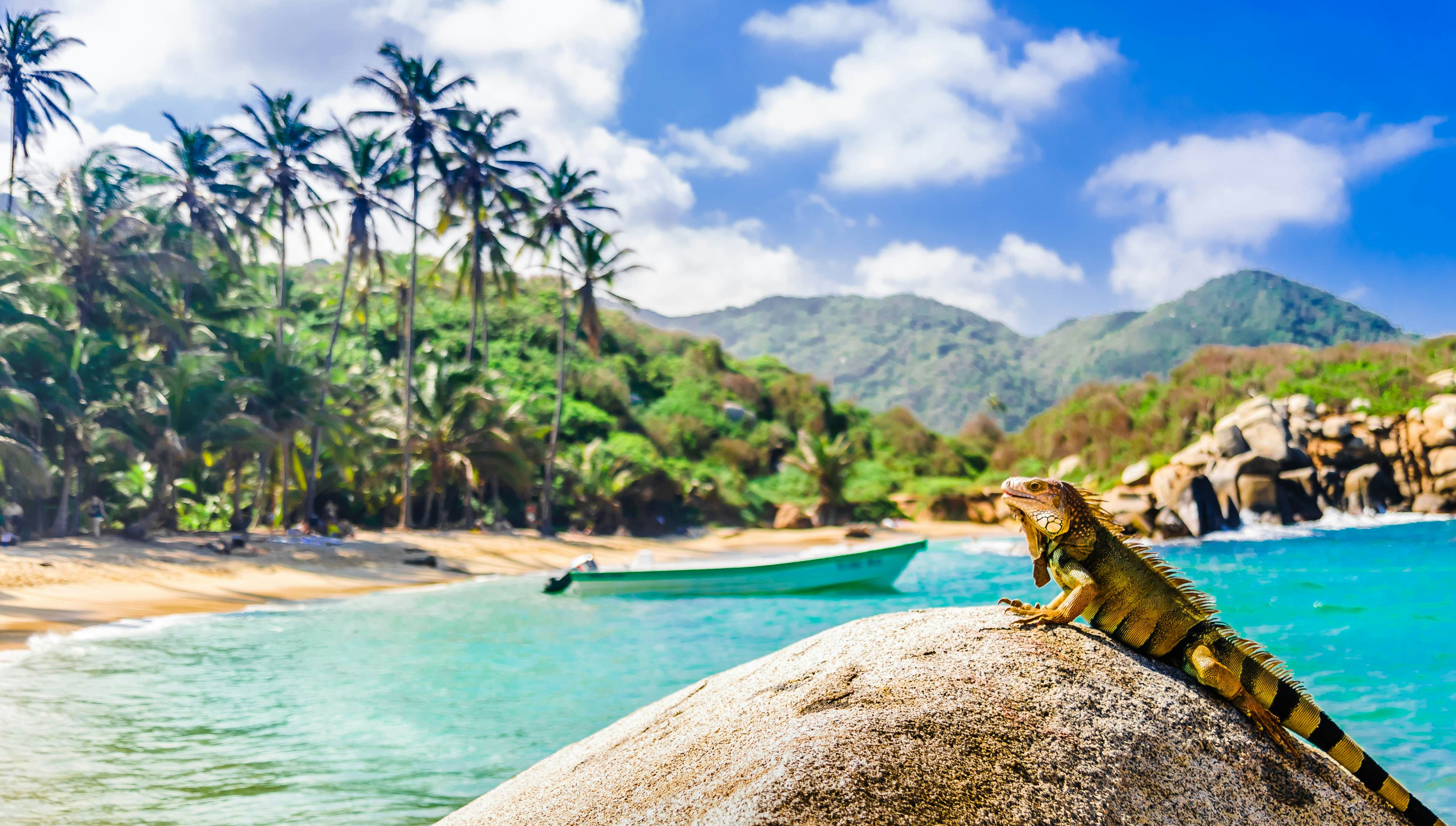 Iguana basking in the sun at Parque Nacional Natural Tayrona