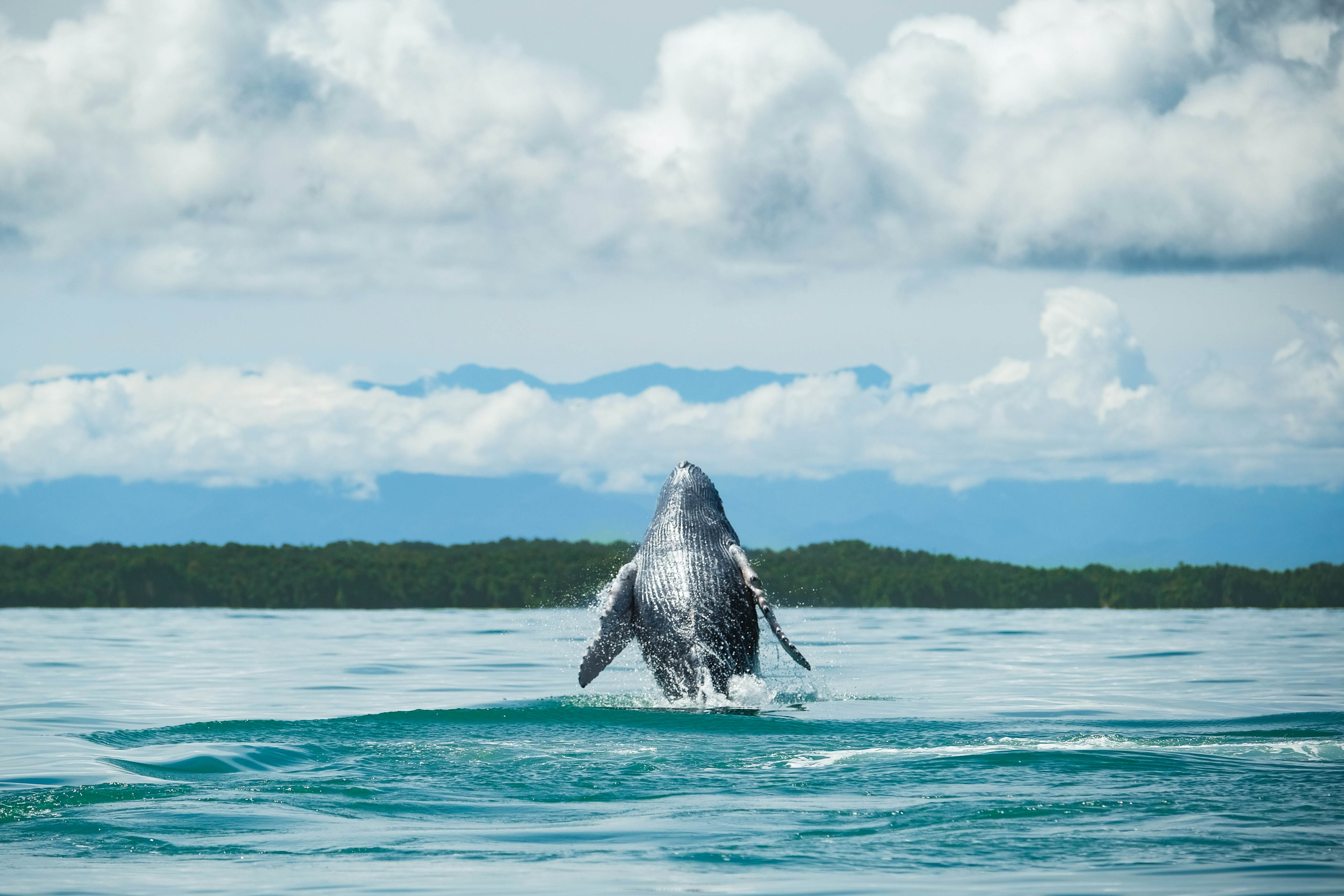 Blue whale breaching the surface off the Pacific coast of Colombia