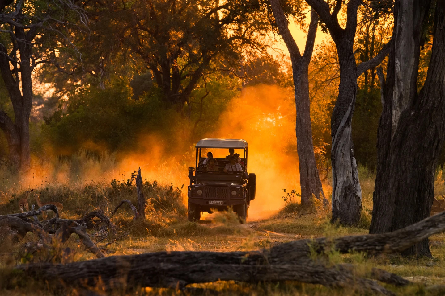 A safari in Botswana