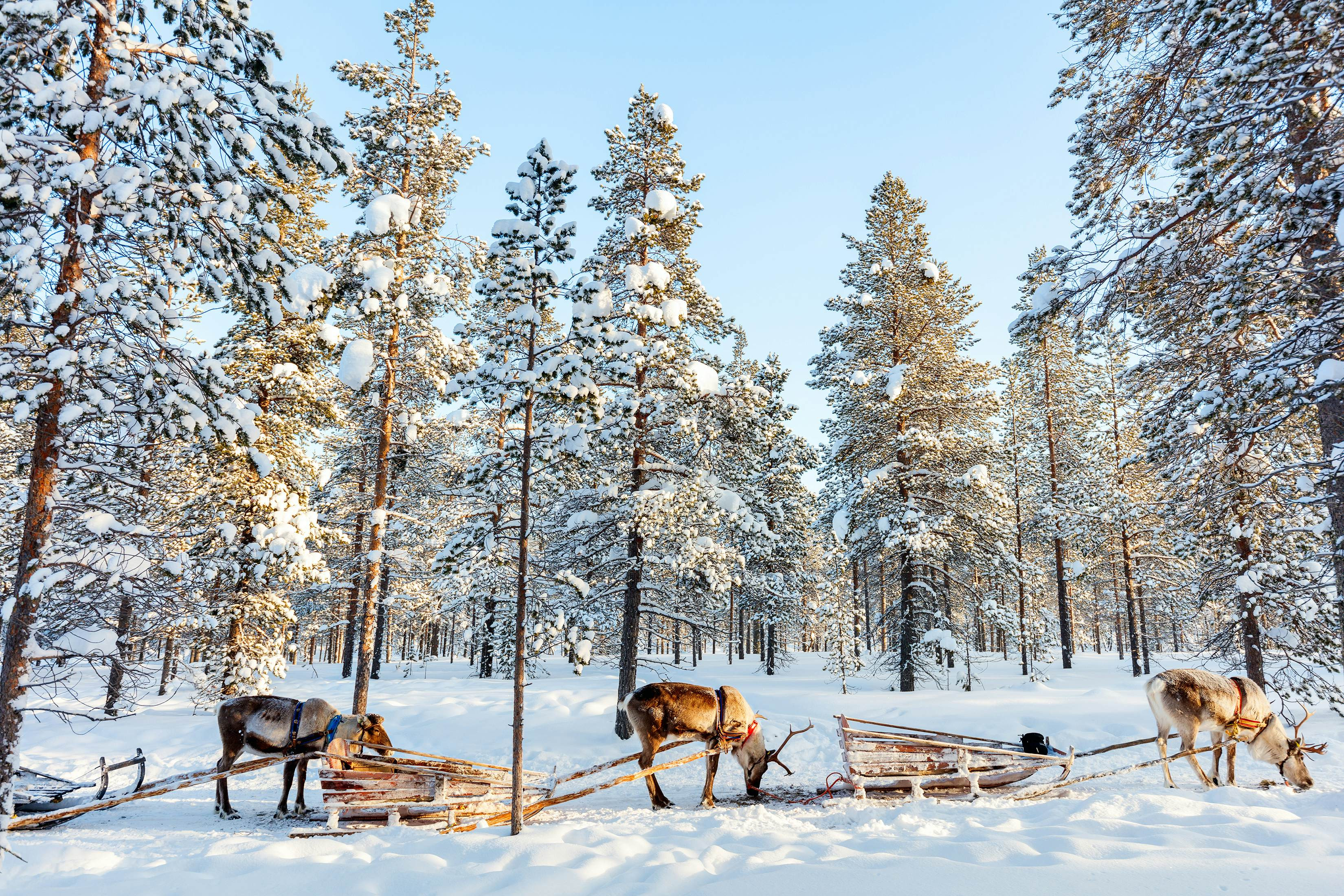 Reindeer in Lapland Winter