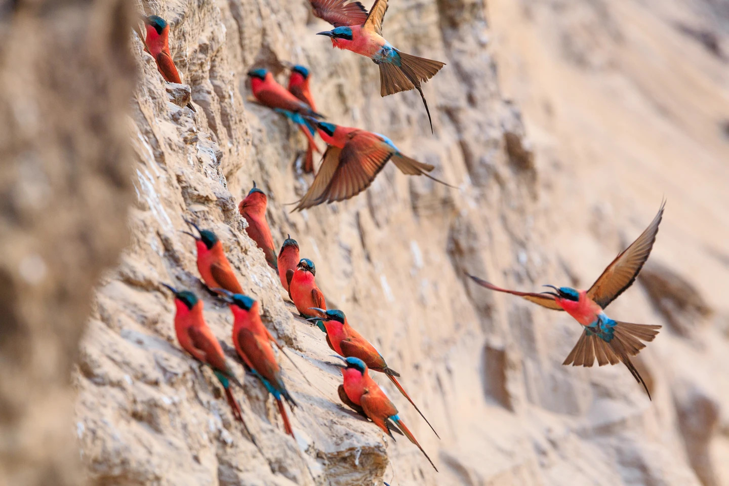 Bee-eaters at South Luangwa National Park
