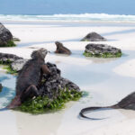 Marine iguanas, Galápagos Islands