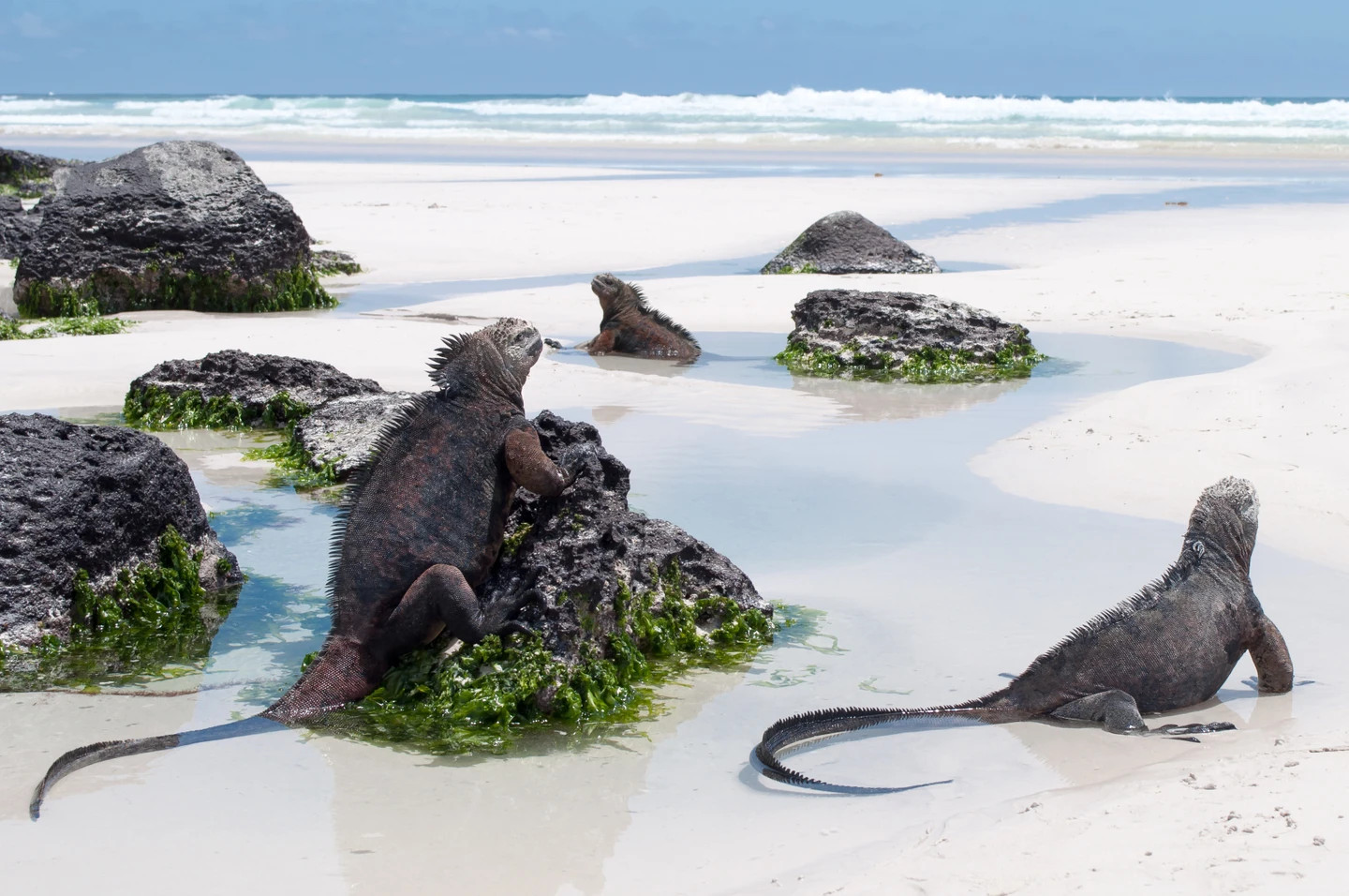 Marine iguanas, Galápagos Islands