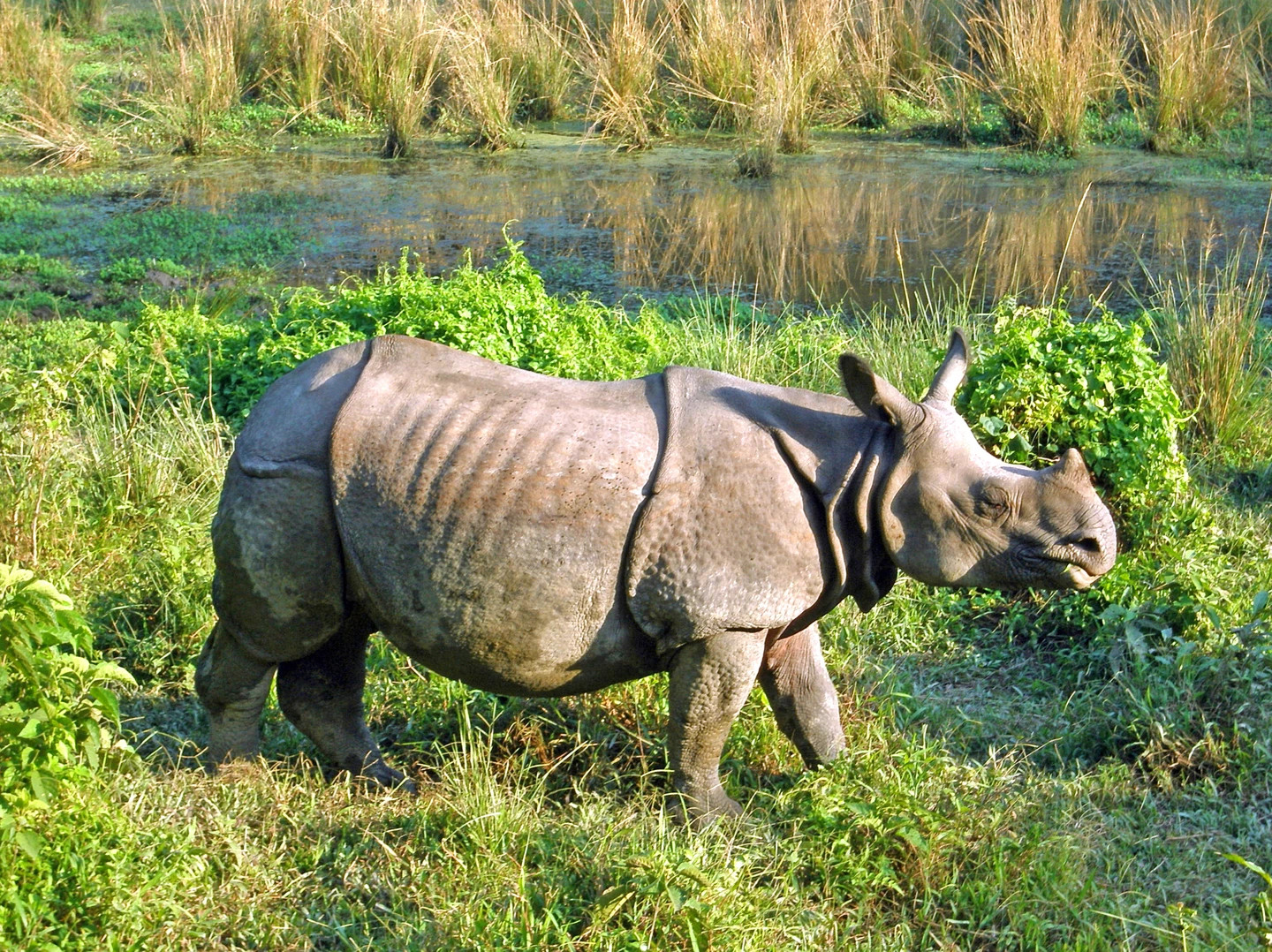 Rhino, Royal Chitwan National Park