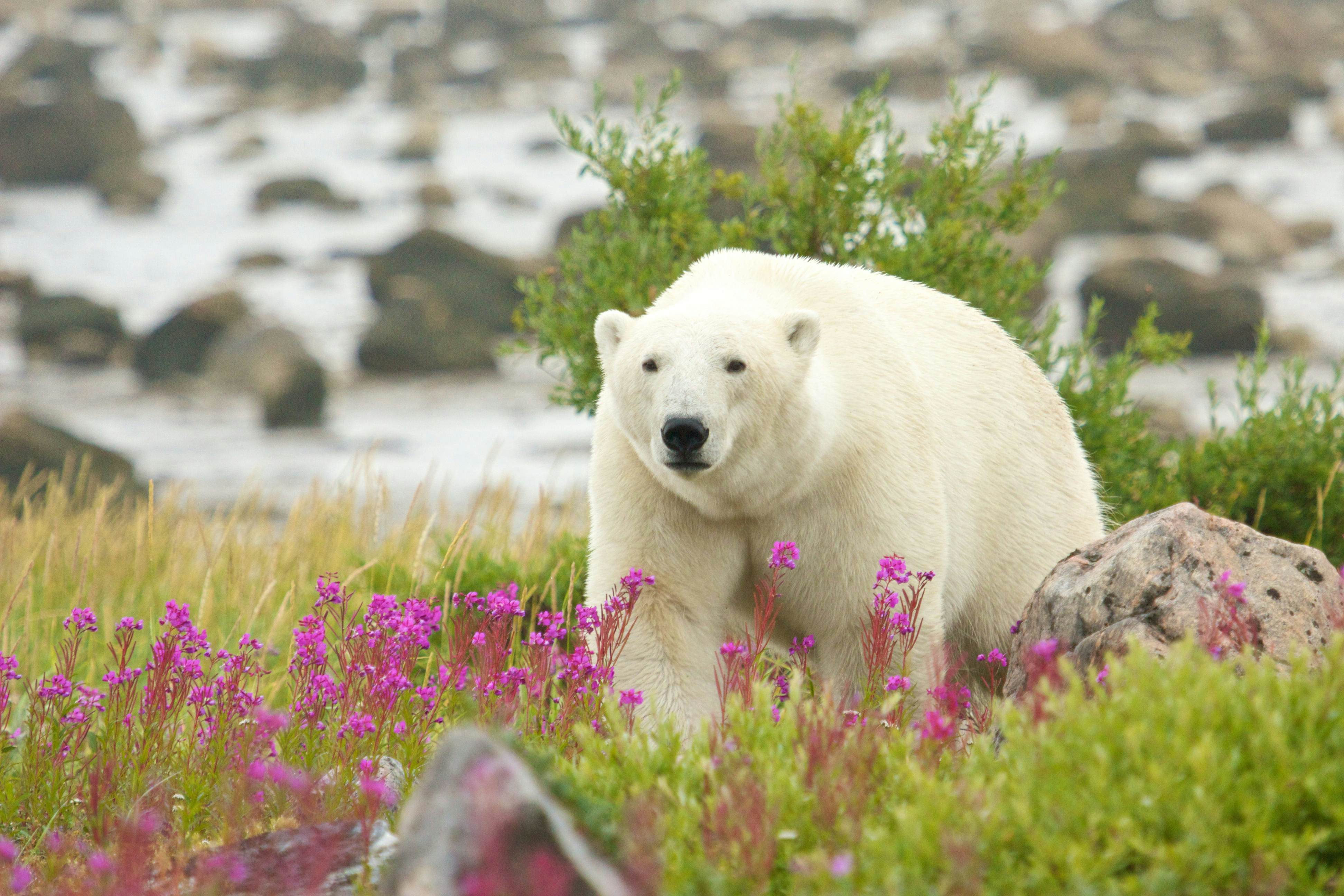 Polar bear in arctic tundra near Churchill, Manitoba, illustrating Canadian wildlife encounters