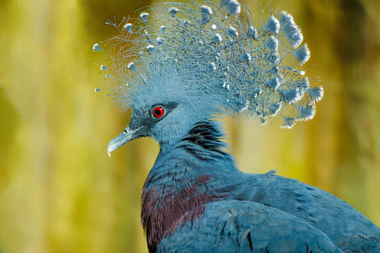 Southern Crowed Pigeon in Papua New Guinea