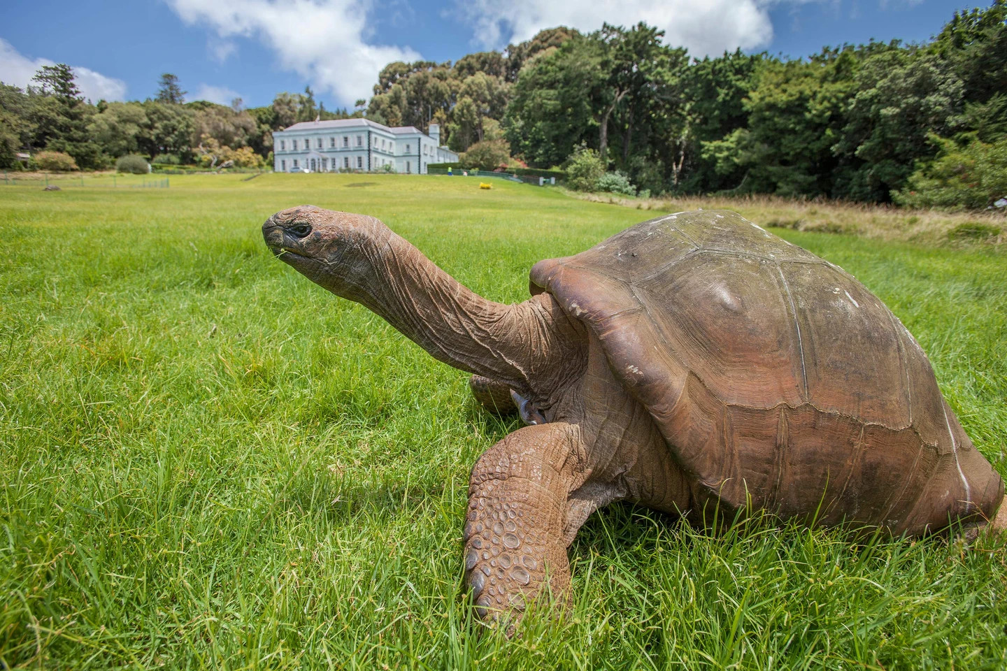 A giant tortoise on St Helena