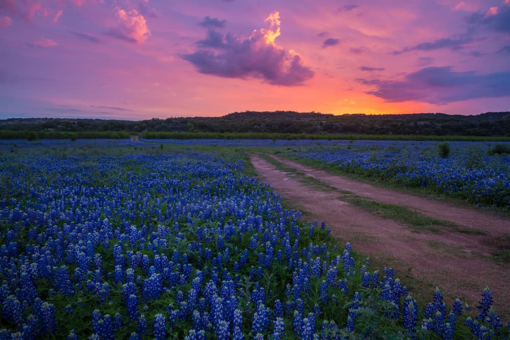 Texas Hill Country wildflowers in bloom