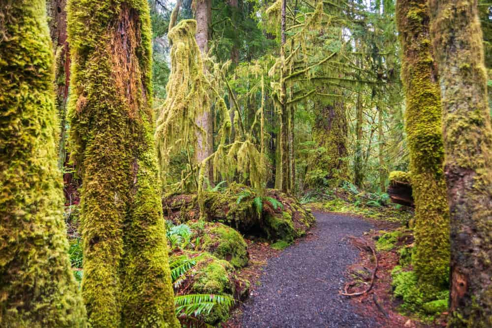 Marymere Falls Trail showcasing the natural beauty of Olympic National Park