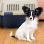 Papillon sitting indoors with a traveling crate in the background.