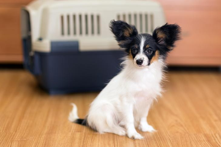Papillon sitting indoors with a traveling crate in the background.