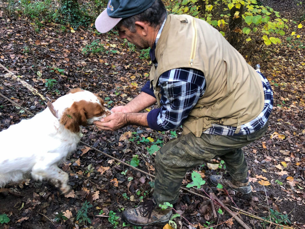 Man rewards dog truffle hunting in woodland