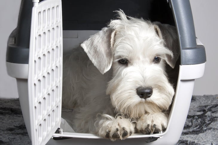Dog sitting inside a travel crate at an airport.