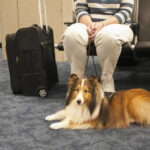 Shetland Sheepdog service dog laying next to its owner at the airport.