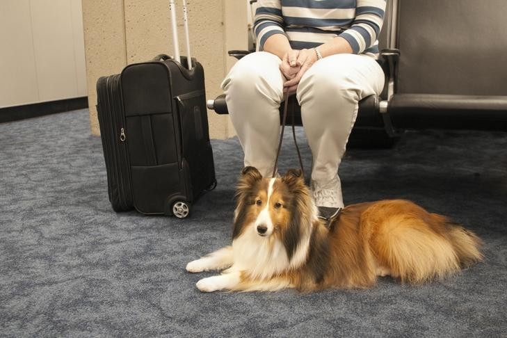 Shetland Sheepdog service dog laying next to its owner at the airport.