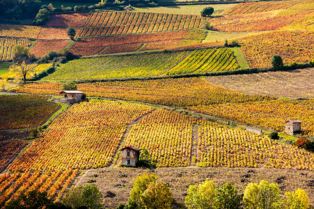 Vineyards near Beaujeu in Beaujolais